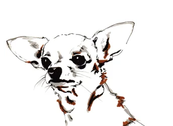 Big Ears der Chihuahua